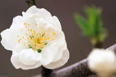 Desktop Wallpapers · Gallery · Nature · Flowering Pear   Flowers ...