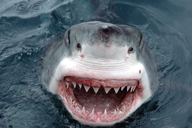 4K Ultra HD Shark Wallpapers HD, Desktop Backgrounds 3840x2160