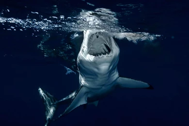 Wallpaper: Sharks Desktop Wallpapers