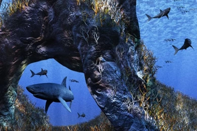 Sharks On The Hunt Wallpapers Wallpapers