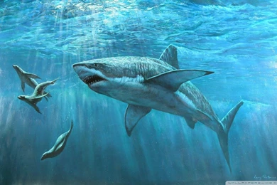 Shark Wallpapers   Android Apps On Google Play