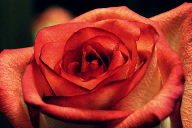 Super Nice Love Roses iPhone 6 Wallpapers