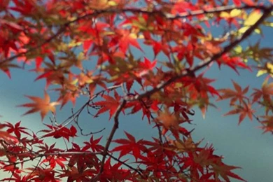 Nice iPhone 6 Wallpapers HD And Nice iPhone 6 Plus Wallpapers ...