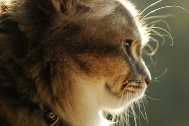 Nice Cat iPhone 5s Wallpapers Download