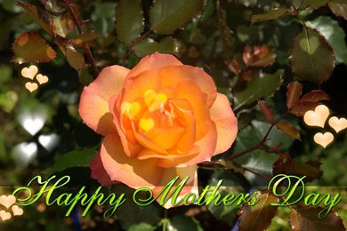 Top 20 Best Wallpapers For Mothers Day 2015   TechJeep