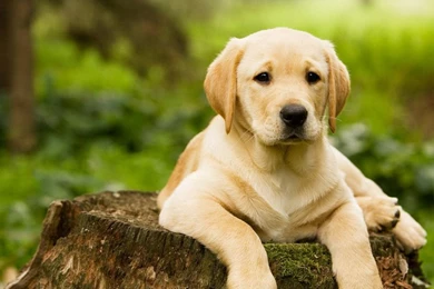 Cute Dog Dog – Animals Dogs HD Desktop Wallpapers