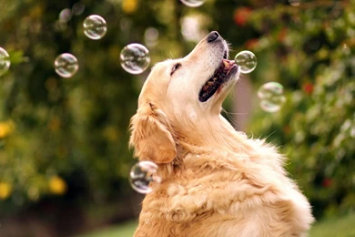 Wallpaper: Dogs Background. Dog Wallpapers For House Windows ...