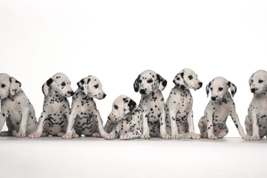 Dog Backgrounds Free Download