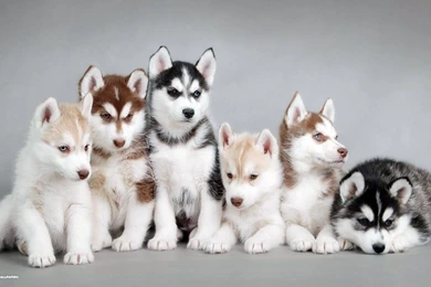 Wallpapers Dogs Hd Siberian Husky 1920x1080PX Dog Backgrounds ...