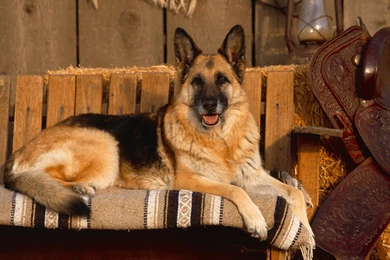 German HD Dogs Wallpapers Hd Wallpapers   PetPictures