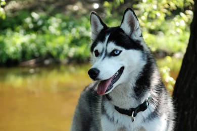 Siberian Husky Dogs Wallpapers 2356 1920x1200   UMad.com