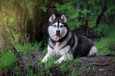 Download Free Siberian Husky Dog Wallpapers   The Quotes Land