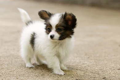 Dog Wallpapers Full HD