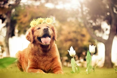 Dogs Wallpapers
