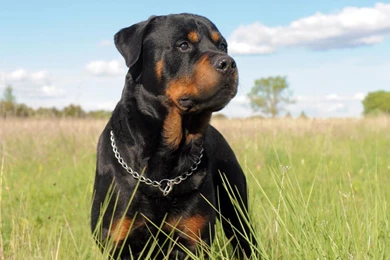 Rottweiler Dogs HD Wallpapers