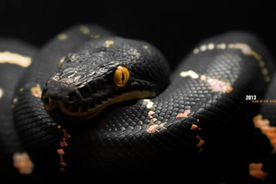 High Resolution Black Snake HD 1080p Wallpapers   SiWallpaperHD 27086