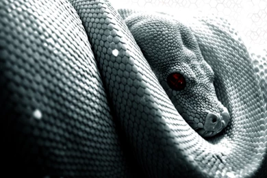 889071 Snake Wallpapers