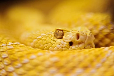 Albino Snake