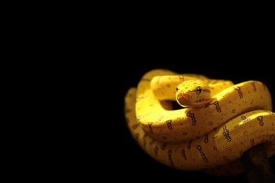 Yellow Snake Wallpapers
