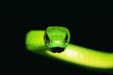 Snake Picture Wallpapers 7320   Amazing Wallpaperz