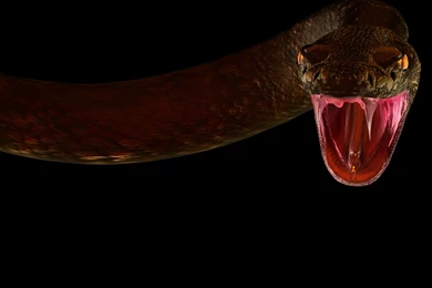 Viper Snake Wallpapers