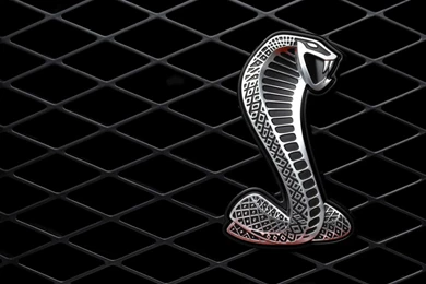Snake Picture Wallpapers Attachment 7321   Amazing Wallpaperz