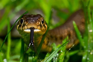 Cute Little Snakes 1680x1021