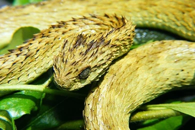 Viper Snakes Wallpaper Images   Android Apps On Google Play