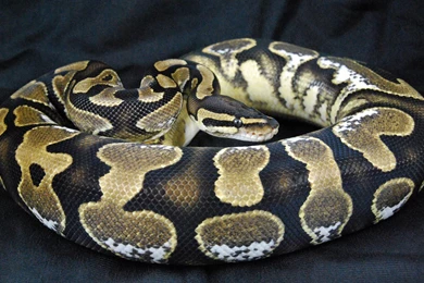 Best Snake Wallpapers   Image Wallpapers