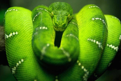 Snake Live Wallpapers   Android Apps On Google Play