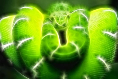 Fractal Snake Wallpapers   (