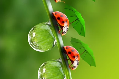 Flowers And Water Droplets Wallpapers For Galaxy S6