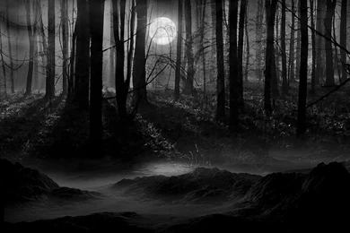 Dark Forest Landscape 1 HD Wallpapers