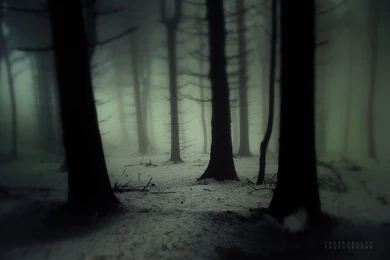 Dark Forest Wallpapers HD Pictures