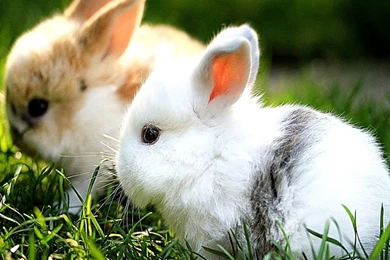 Cute Wallpapers For Windows 8 Best Free HD Wallpapers   PetPictures