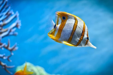 Islamic Wallpapers Free Download Window 8