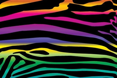 Colorful Zebra Wallpapers