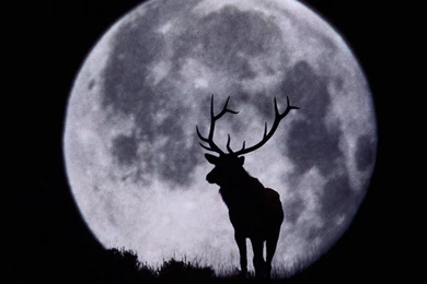 Wallpapers Pictures Of Animals   Wallpapers Cave