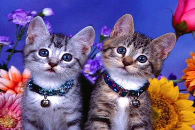 Wallpapers Animals Collection (41+)