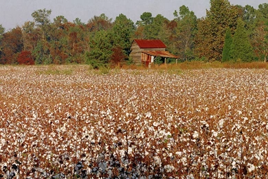 North Carolina Cotton Field   Farms Buildings And Landmarks ...