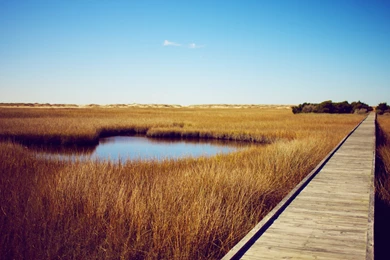 Beautiful, Wooden, Path, Wallpaper, Widescreen, Full, Hd, Desktop ...