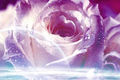 Rose Wallpapers 11   Best Wallpapers Collection