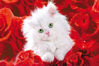 Beautiful Wallpapers Pretty Rose