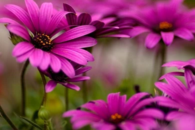 Free Download Wallpapers Mobile   All Wallpapers New