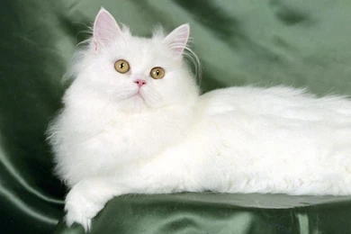 Free Cat Wallpapers For Mobile, Wallpaper, Free Cat Wallpapers For ...