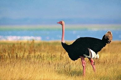 14 Ostrich HD Wallpapers
