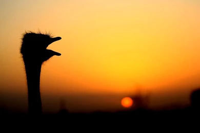 Ostrich Pictures   Ostrich Birds Photo Gallery