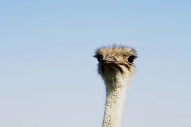 OSTRICH HEAD   Online Wallpapers HD