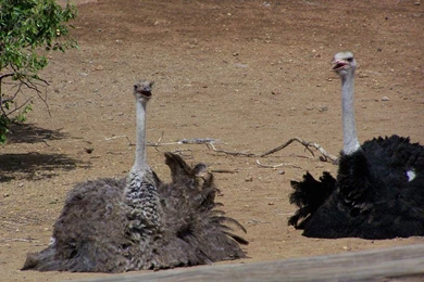 Ostrich Wallpapers   Animals Town