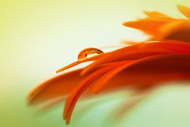 New Cool Orange Flowers Wallpapers View